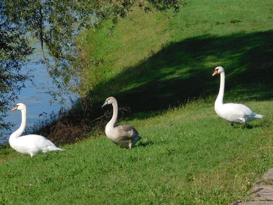 Bed and Breakfast Kod Ribica Jasenovac Zewnętrze zdjęcie